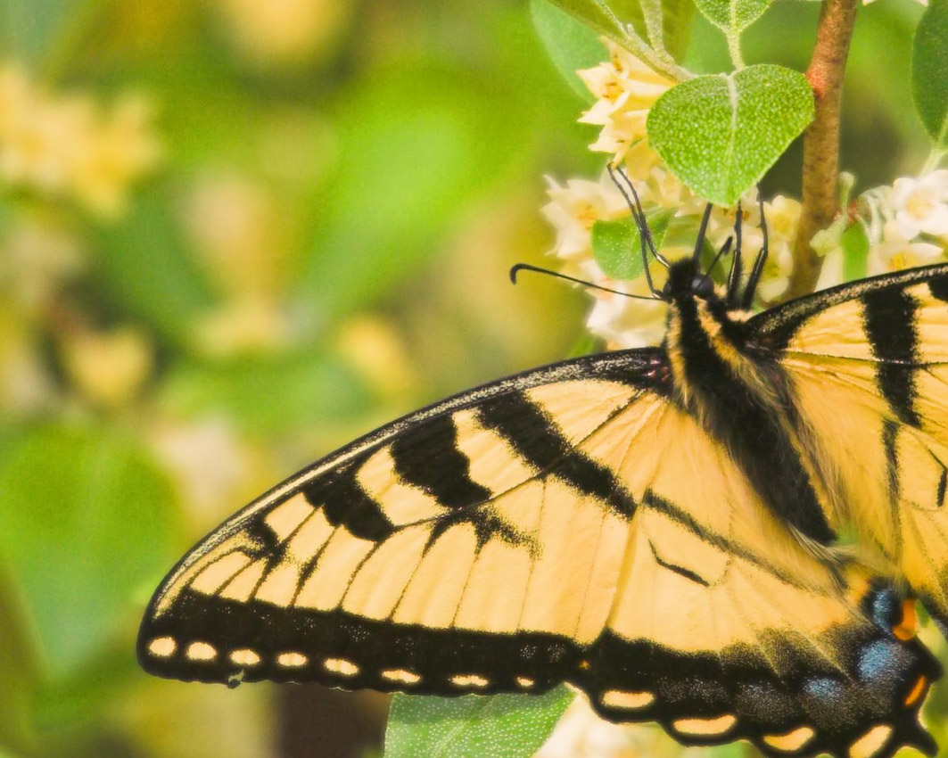 butterfly_25a.jpg
