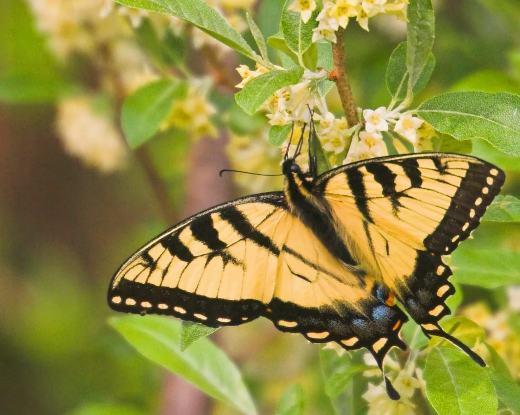butterfly_26a.jpg