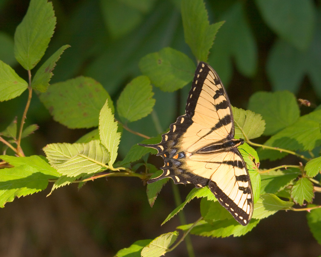 butterfly_27.jpg