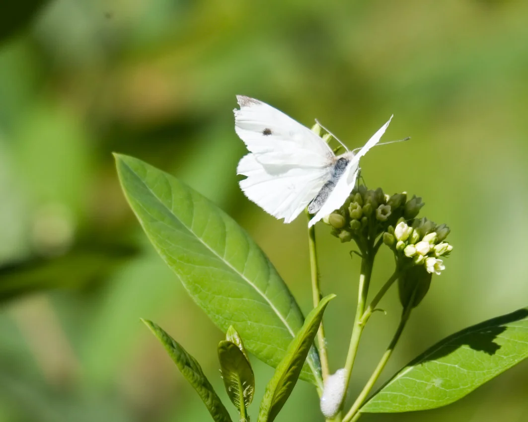butterfly_29.jpg
