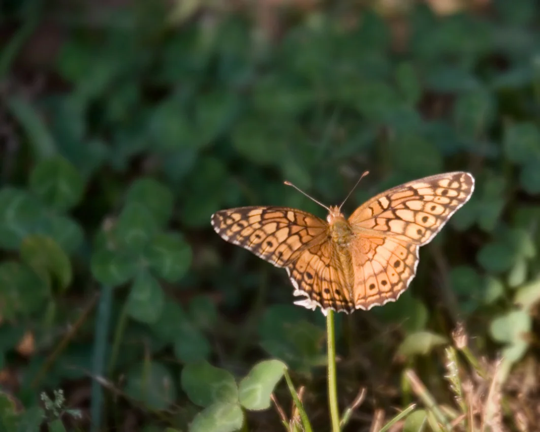 butterfly_31.jpg