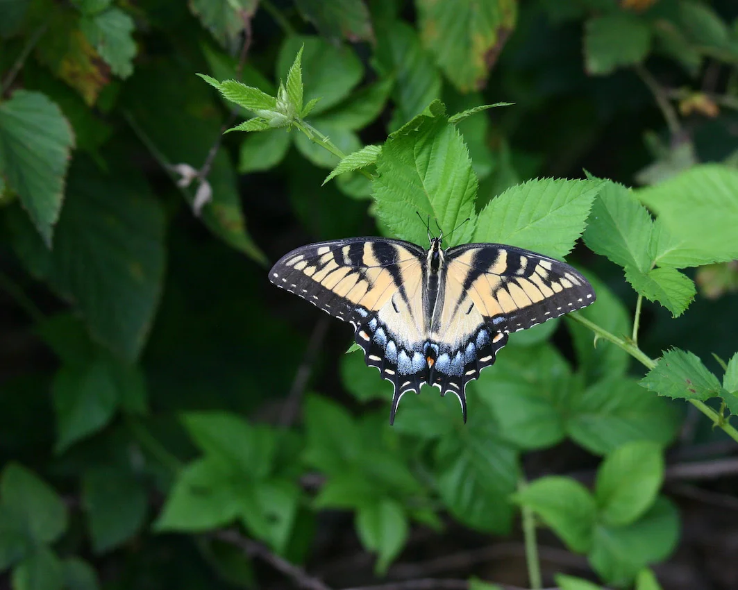 butterfly_32.jpg