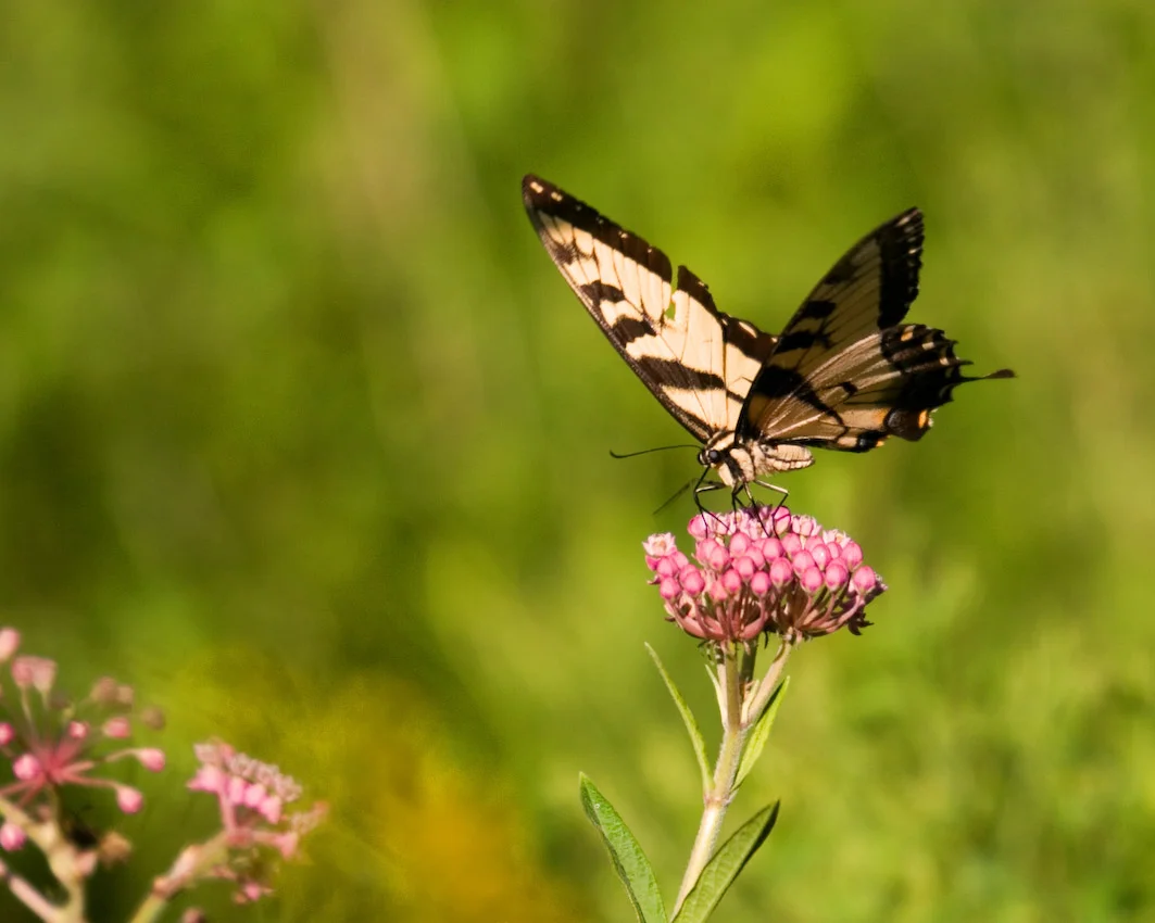 butterfly_33.jpg