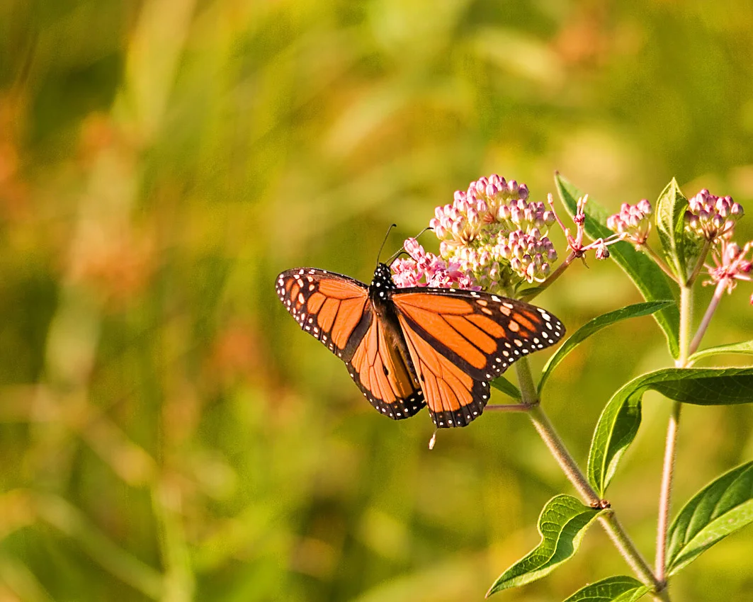 butterfly_34s.jpg
