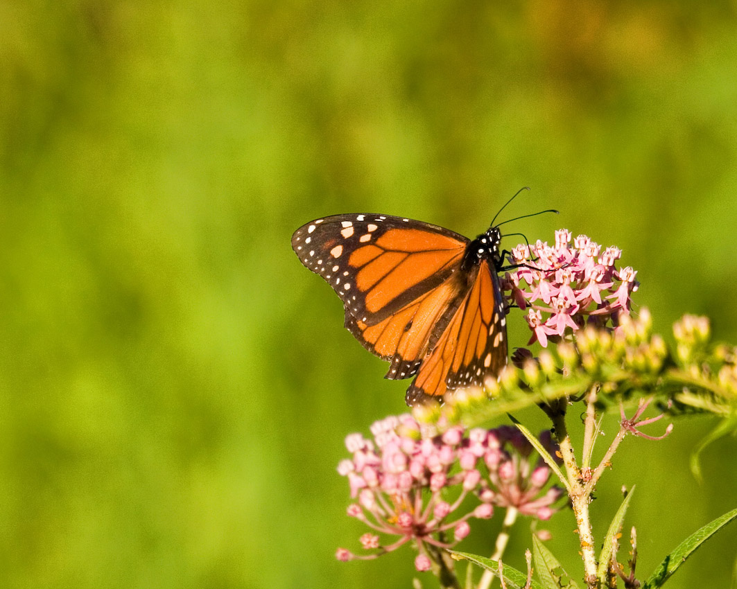 butterfly_36.jpg