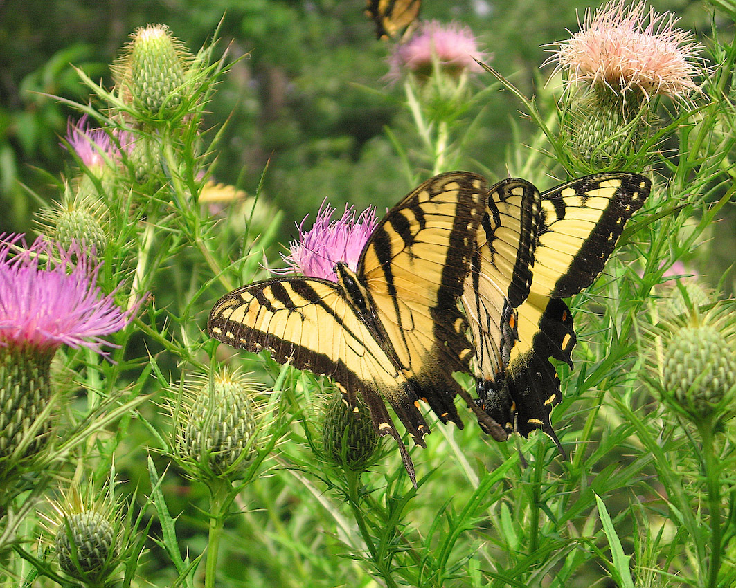 butterfly_39s.jpg