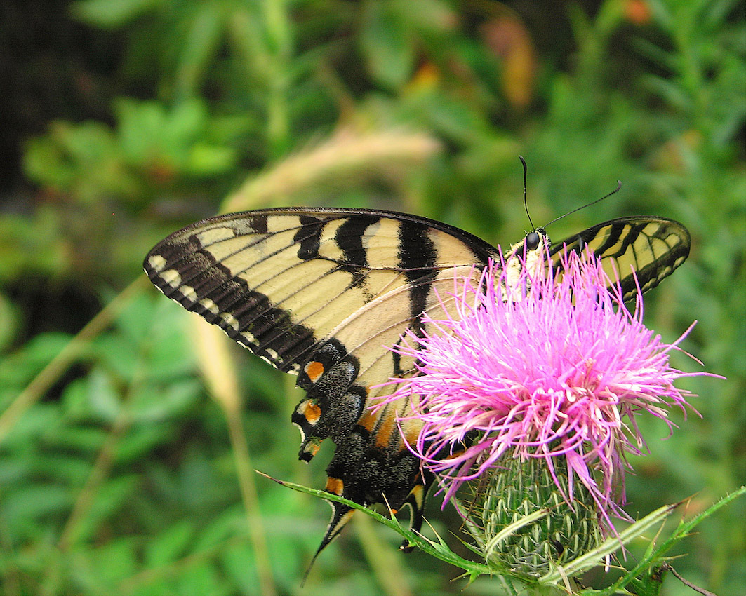 butterfly_41s.jpg