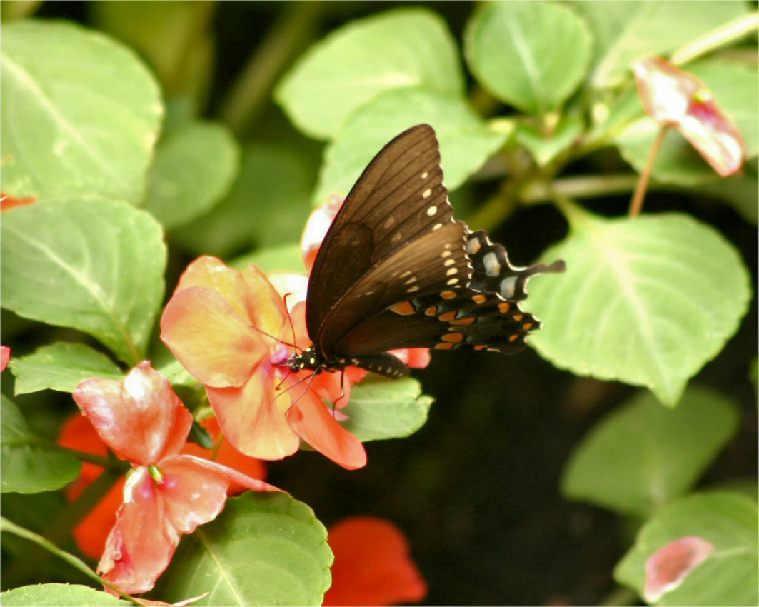 butterfly.jpg
