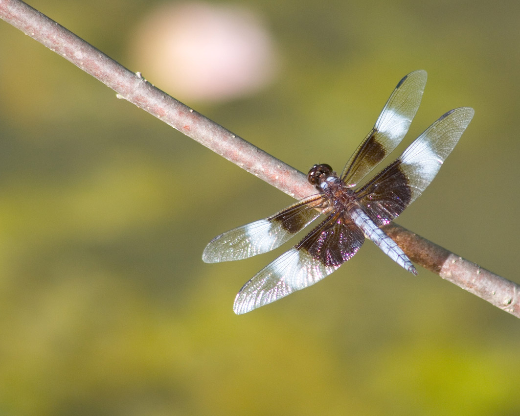 Dragon_Fly_03.jpg