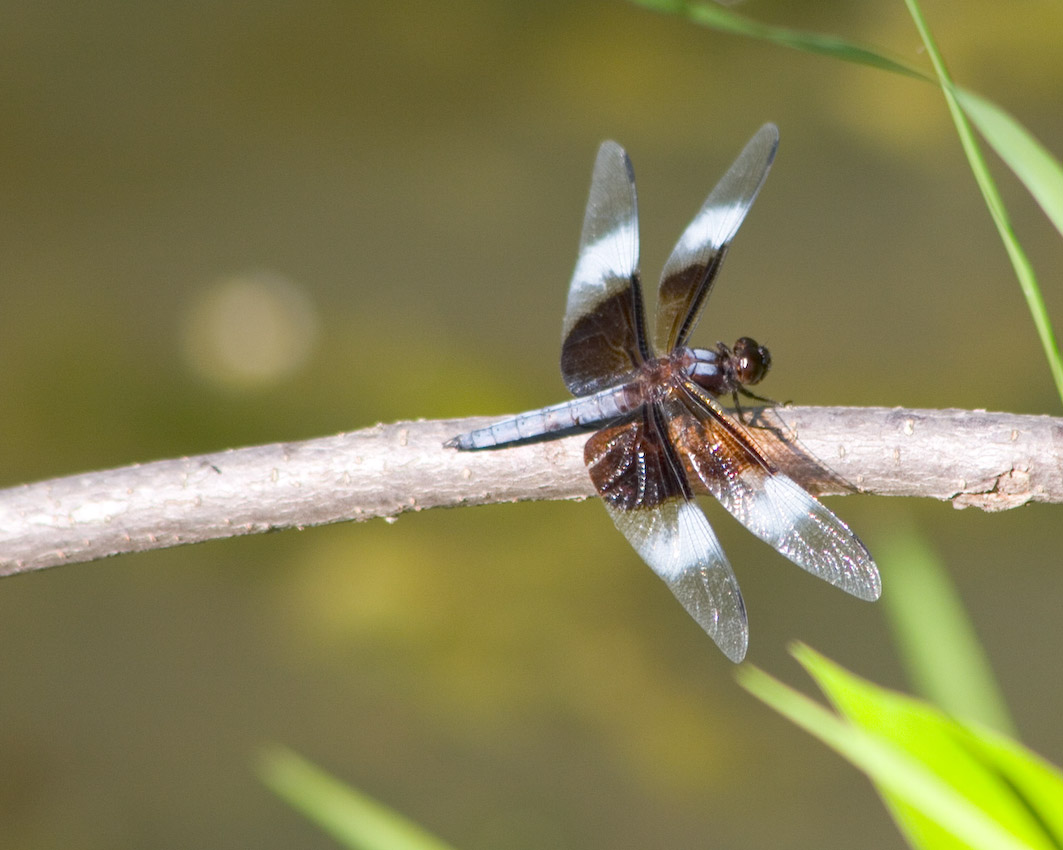 Dragon_Fly_04.jpg
