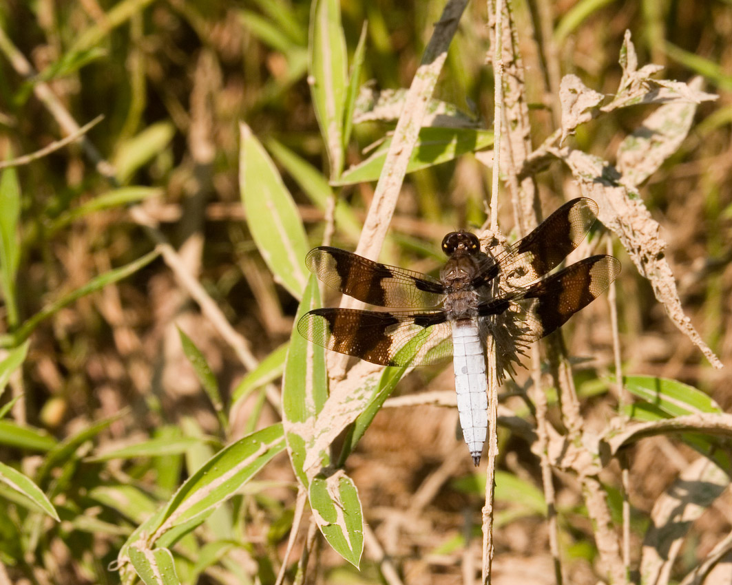 Dragon_Fly_06.jpg