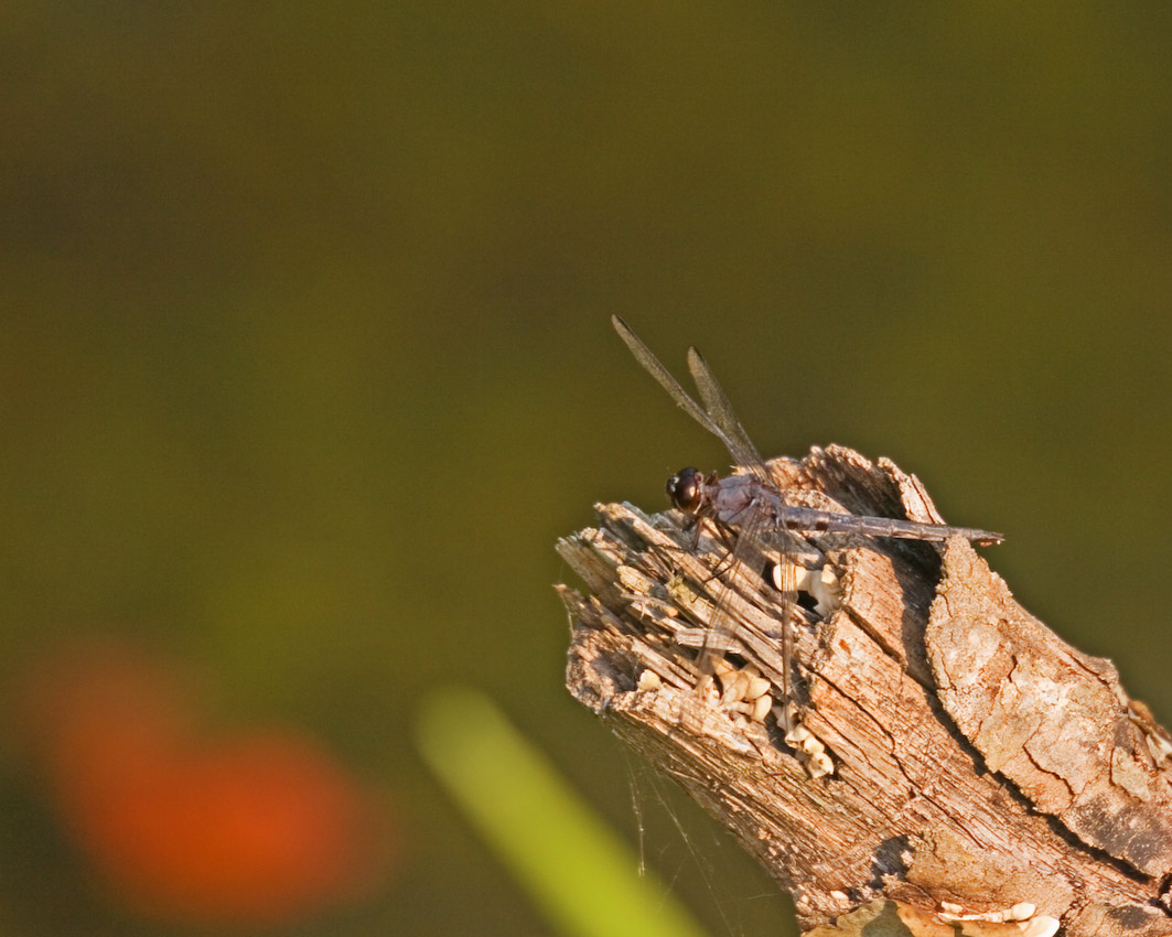 Dragon_Fly_07.jpg