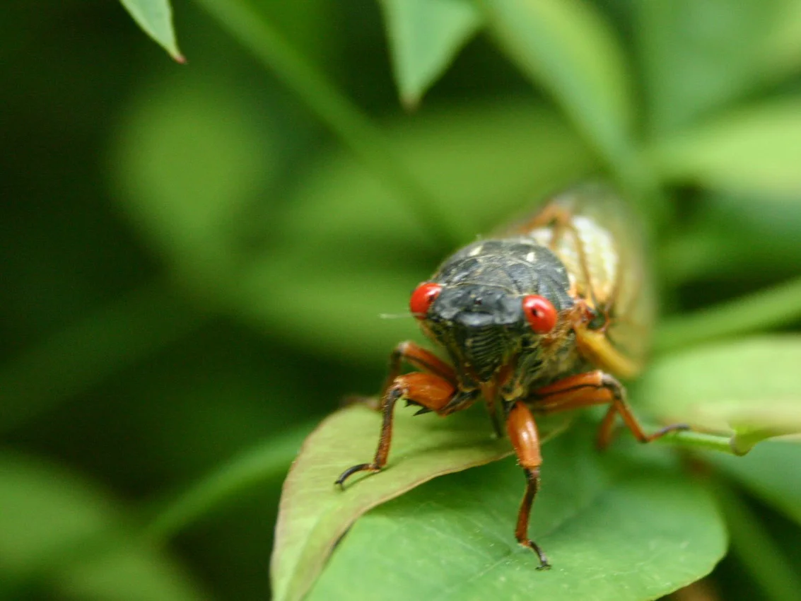Red_Eyes_04.jpg