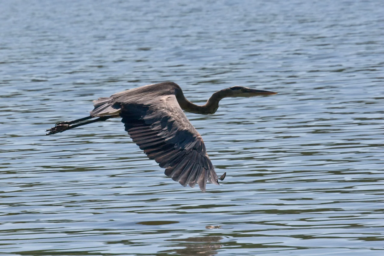 IMG_8332.jpg
