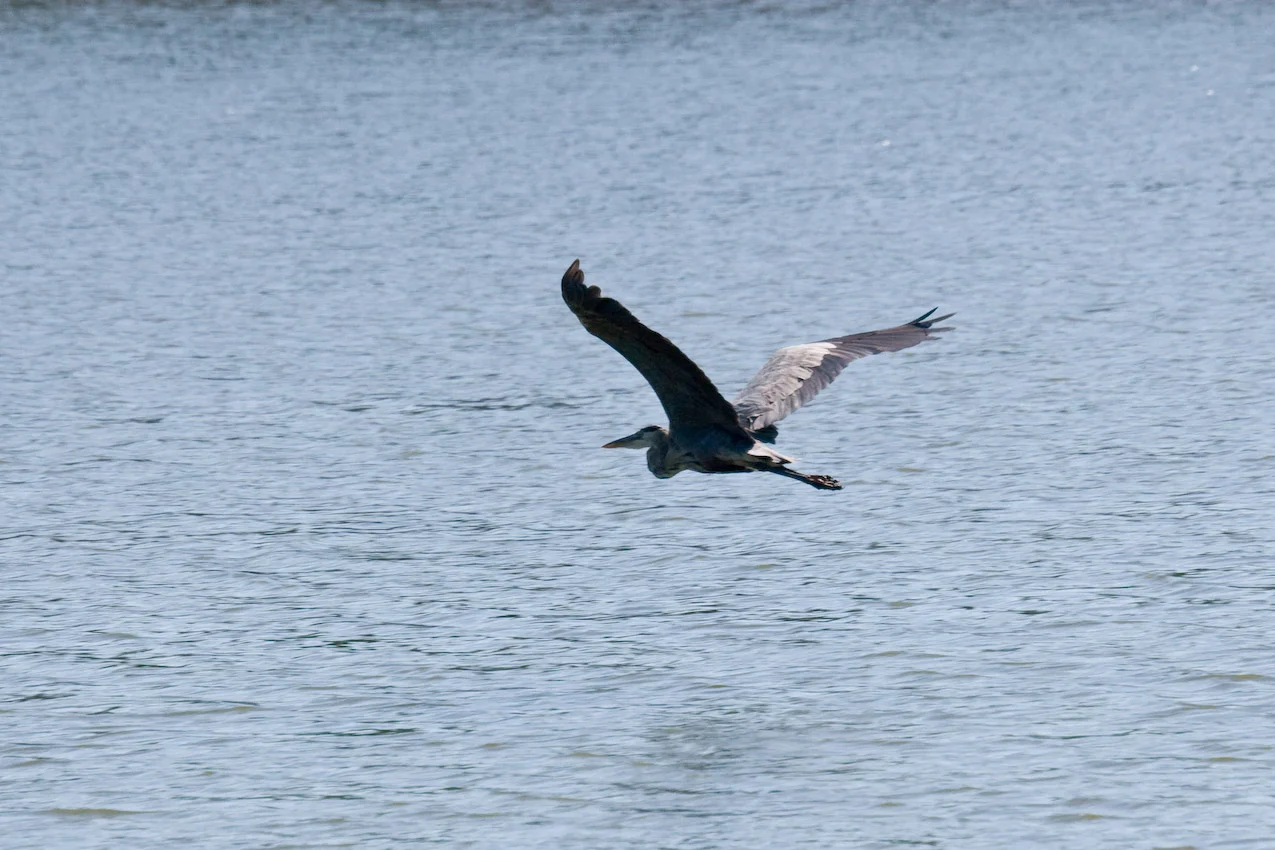 IMG_8338.jpg
