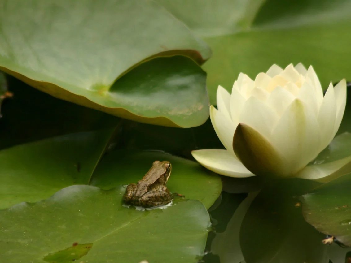 frog01.jpg