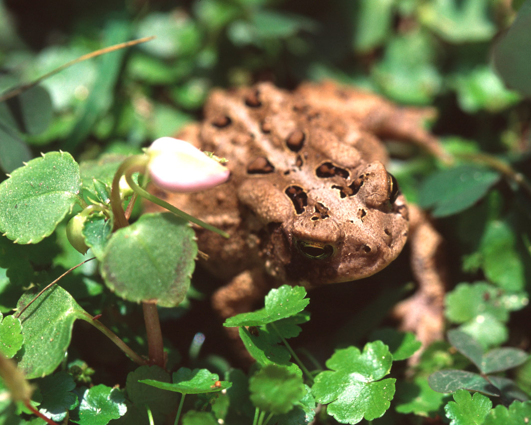frog03.jpg