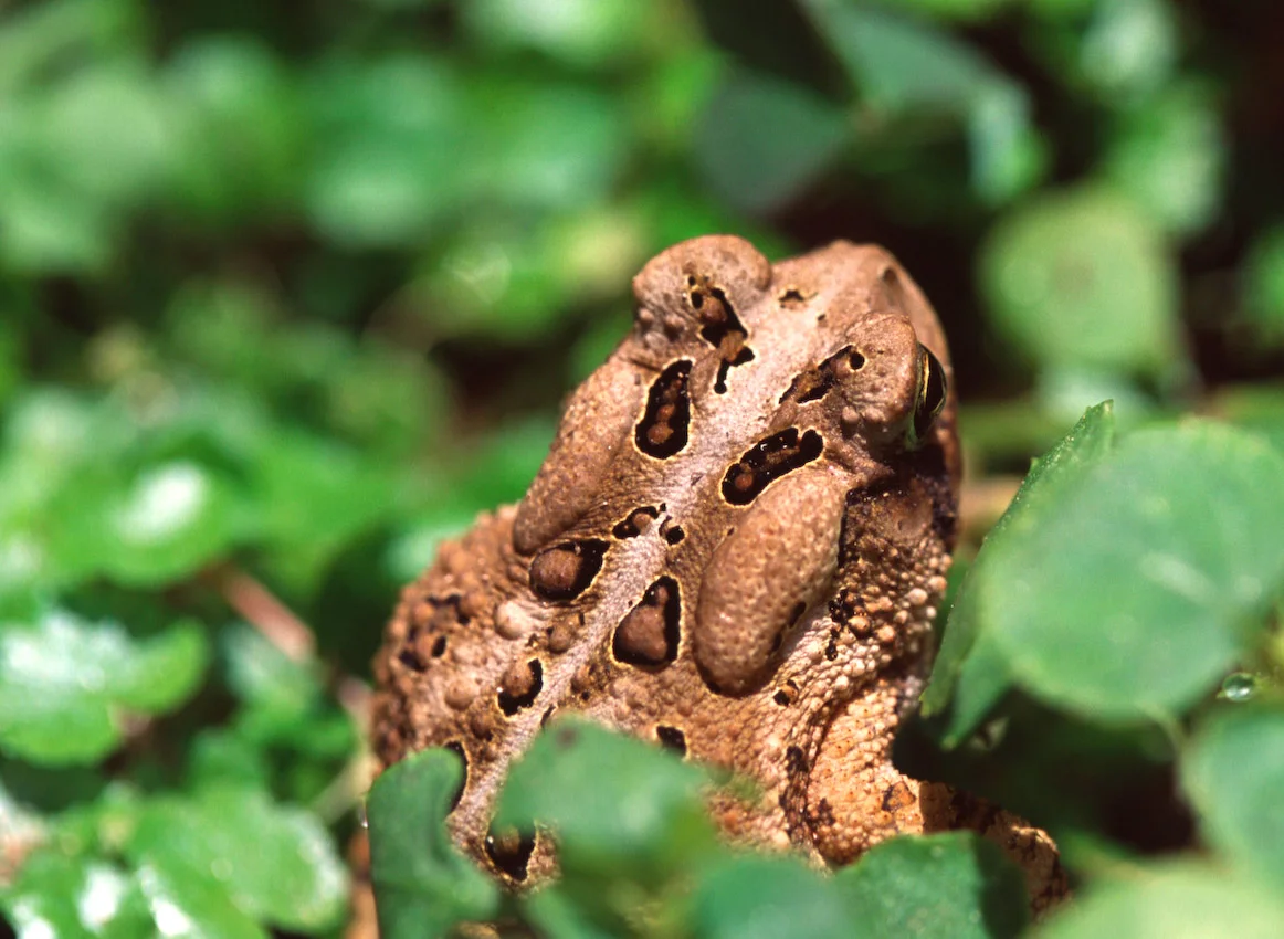 frog04.jpg