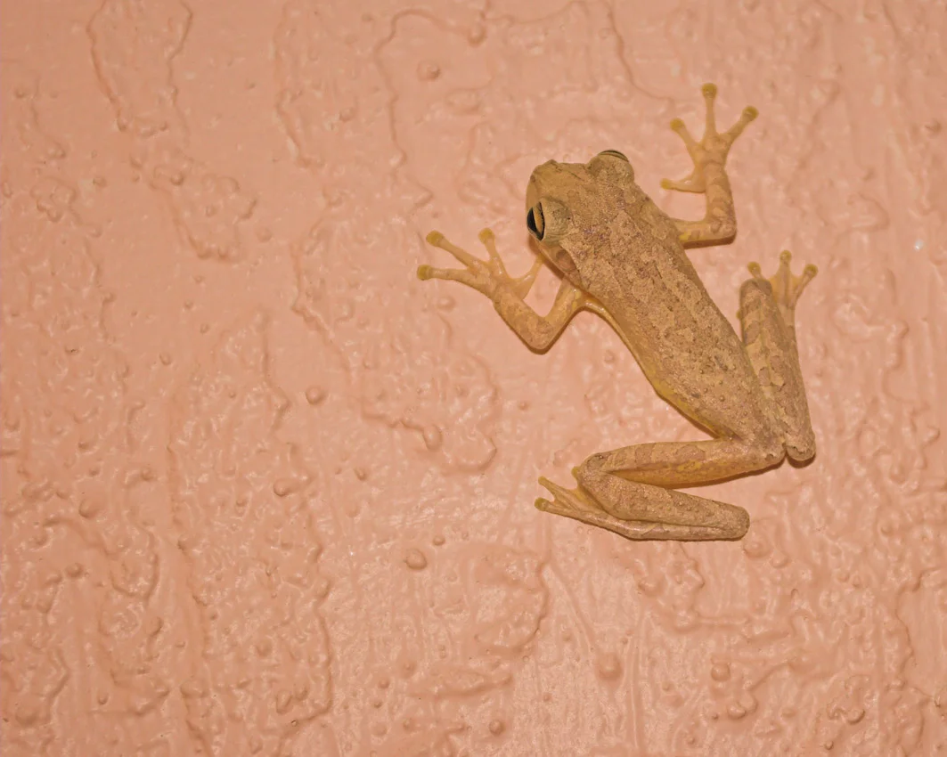 frog05.jpg