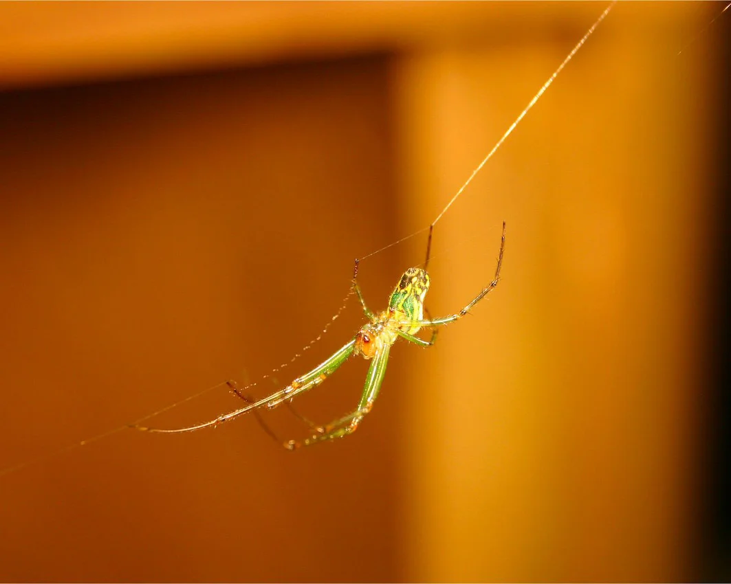 spider_01.jpg