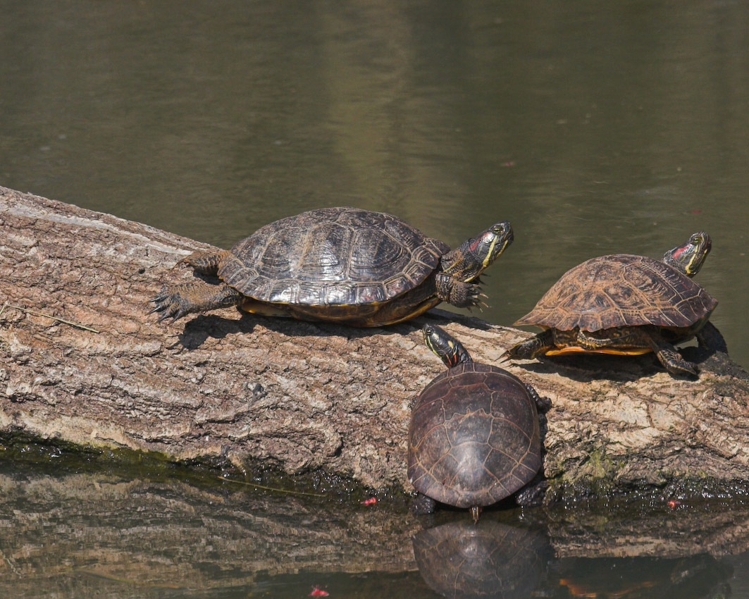 Turtle_03.jpg