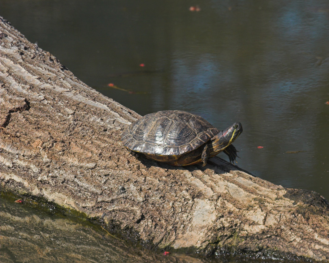 Turtle_04.jpg