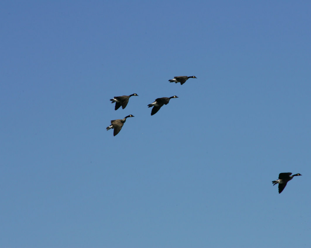 geese_mw04.jpg