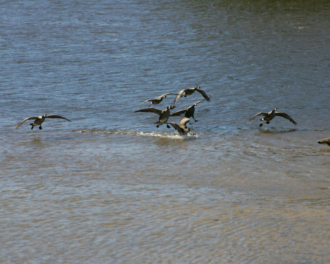 geese_mw03.jpg