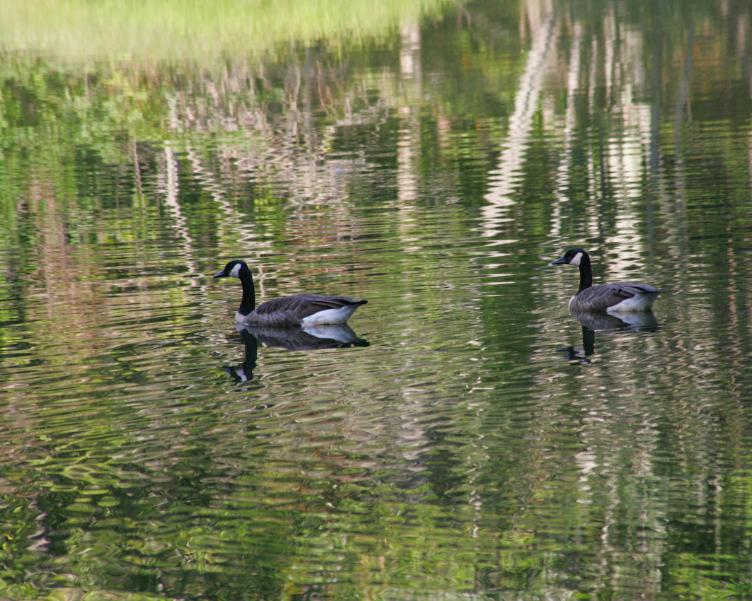 geese_mw07.jpg