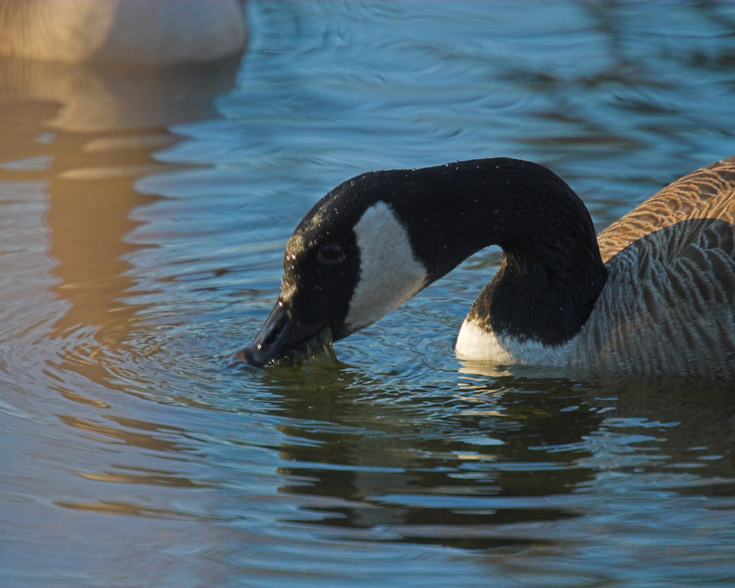 geese_mw13.jpg