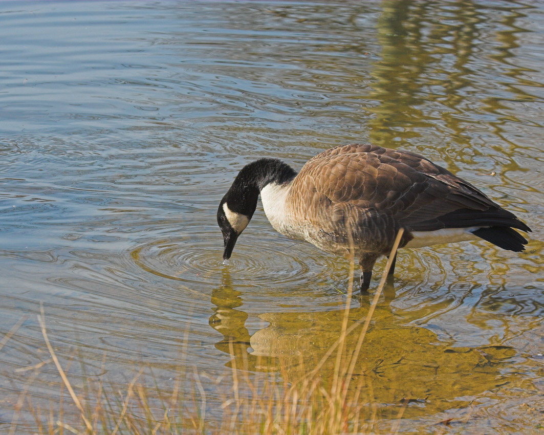 geese_mw17.jpg