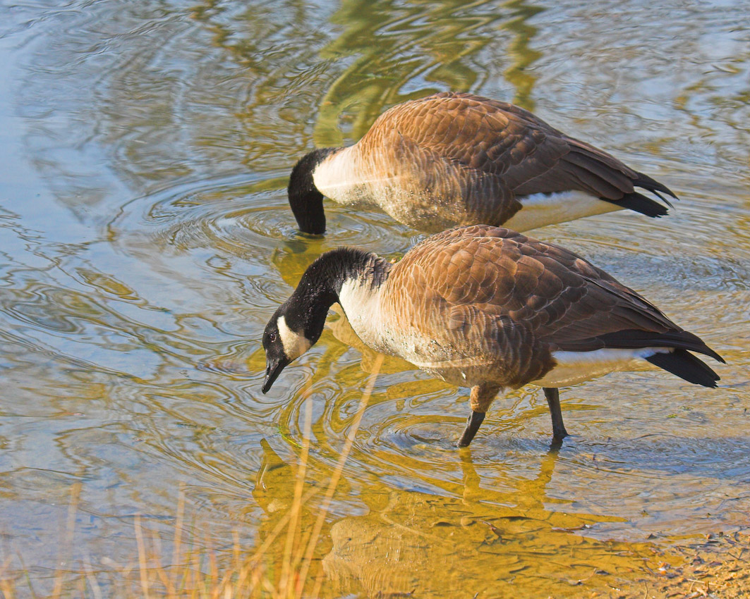 geese_mw18.jpg