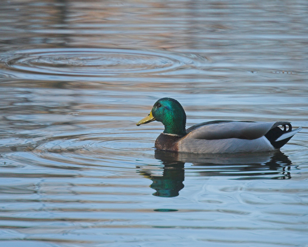 Pond_ducks_02.jpg