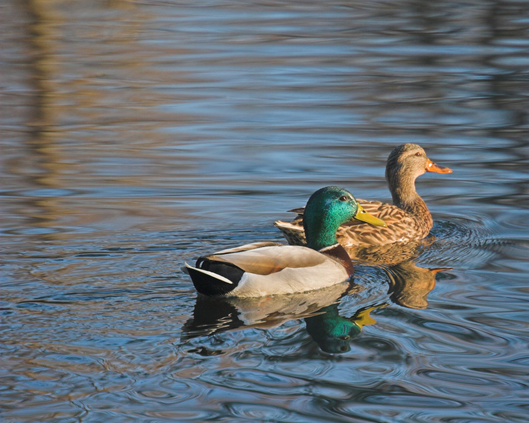 Pond_ducks_03.jpg