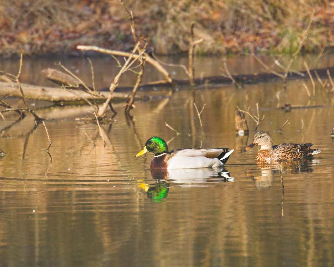 Pond_ducks_04.jpg