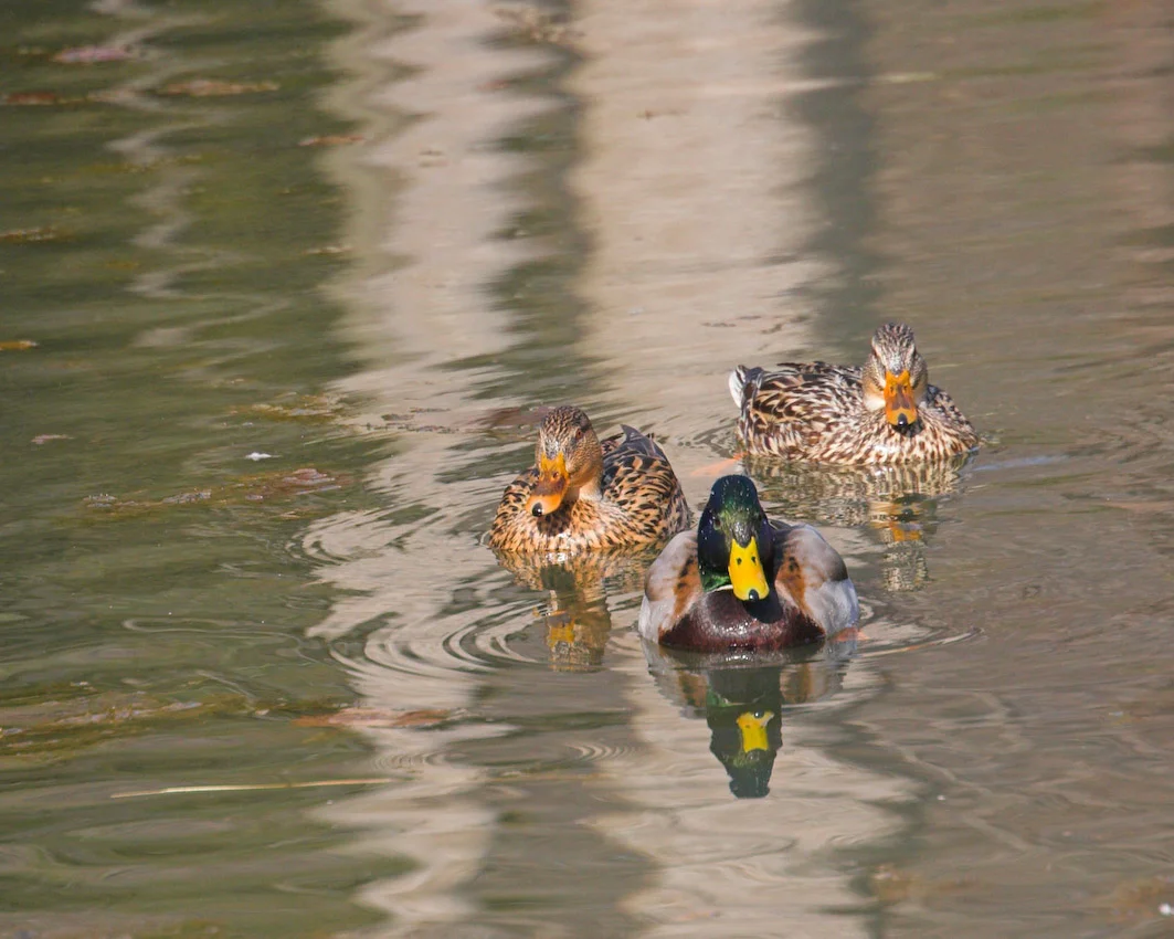 Pond_ducks_05.jpg