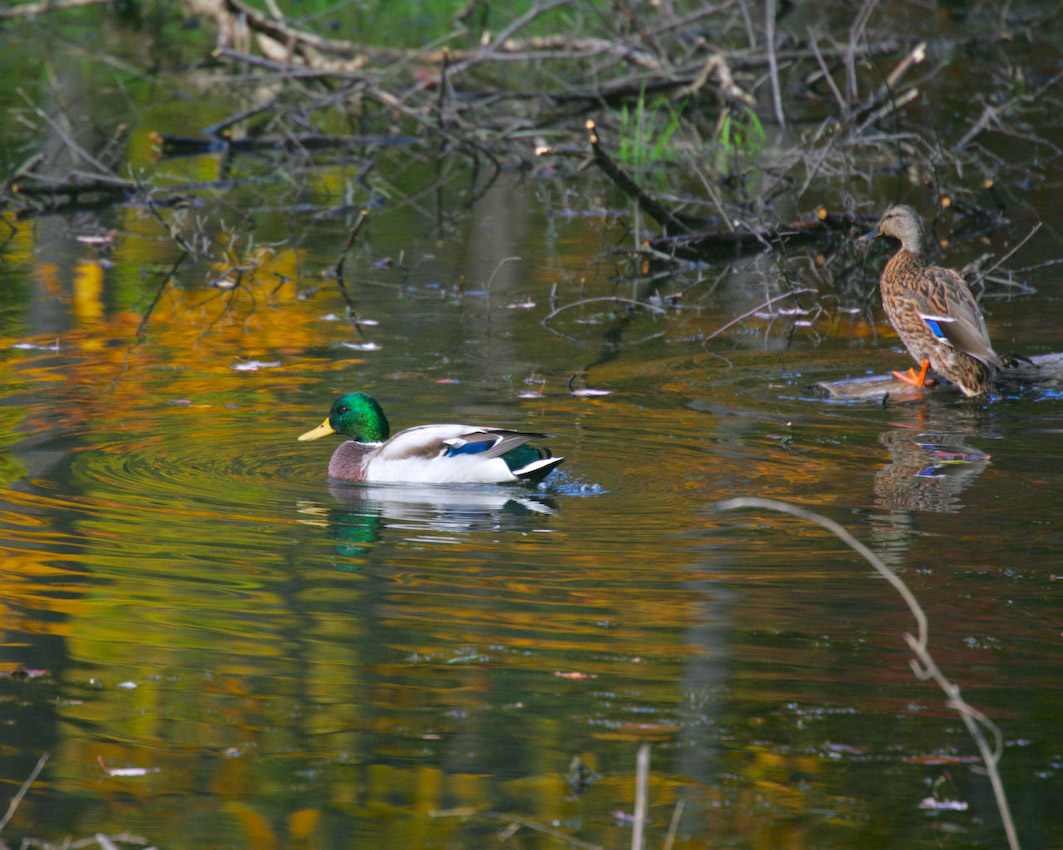 Pond_ducks.jpg