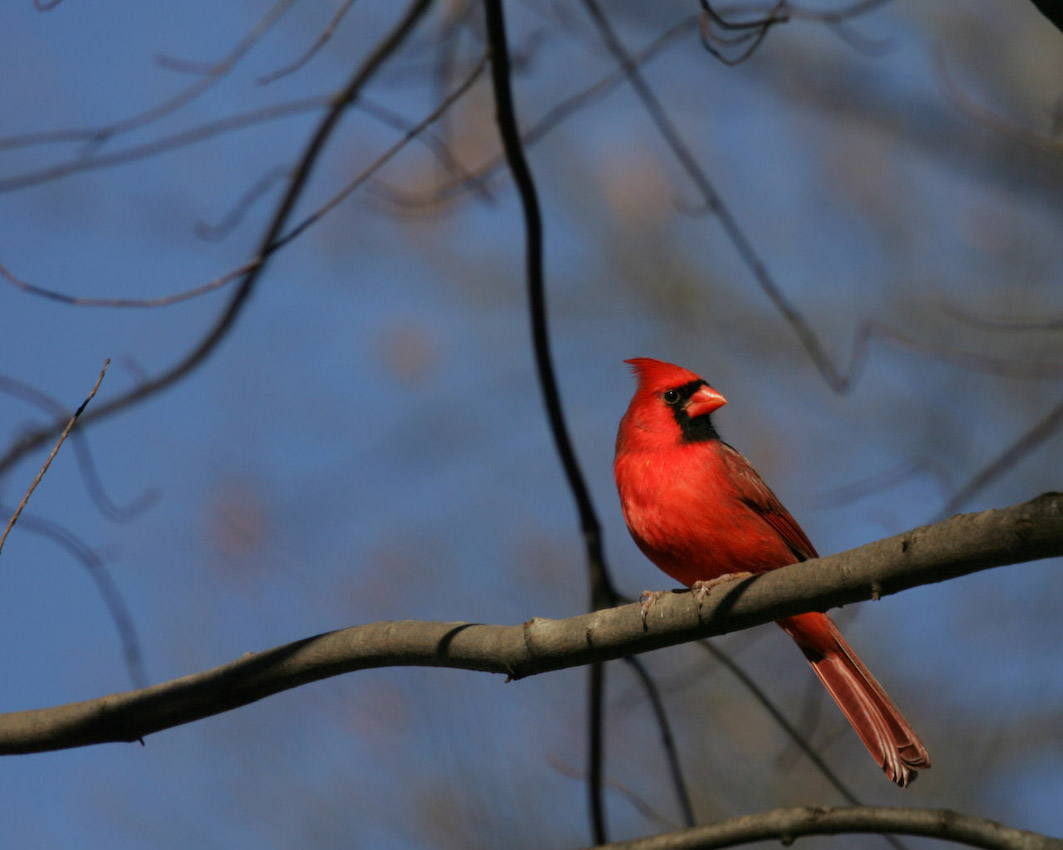 Cardinal_mw01.jpg