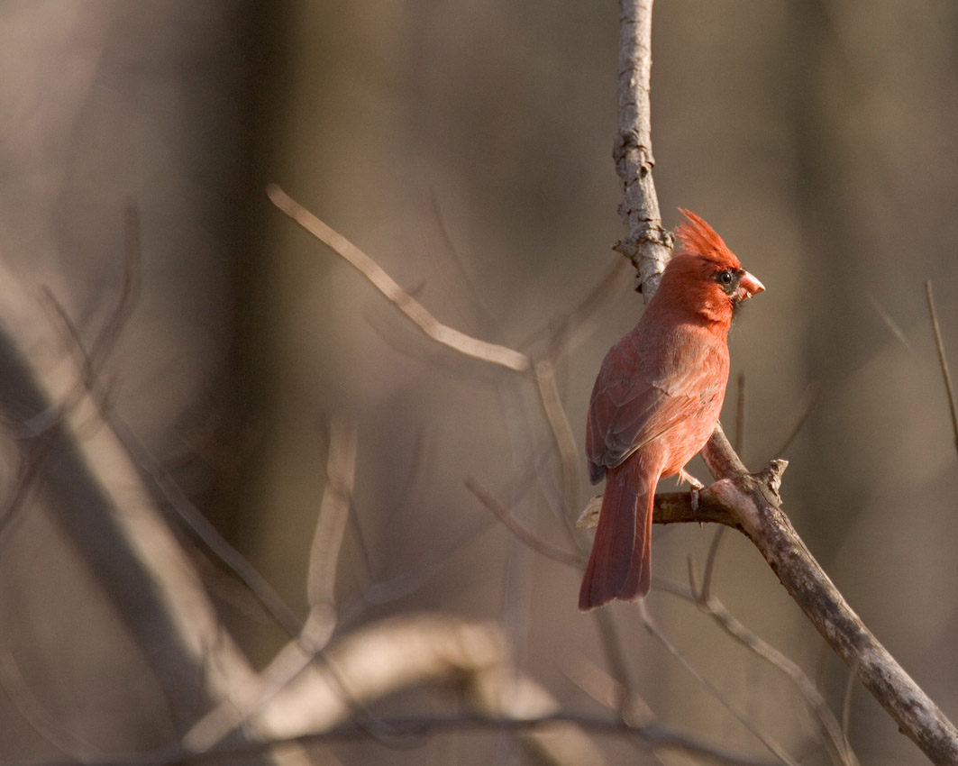 Cardinal_mw04.jpg
