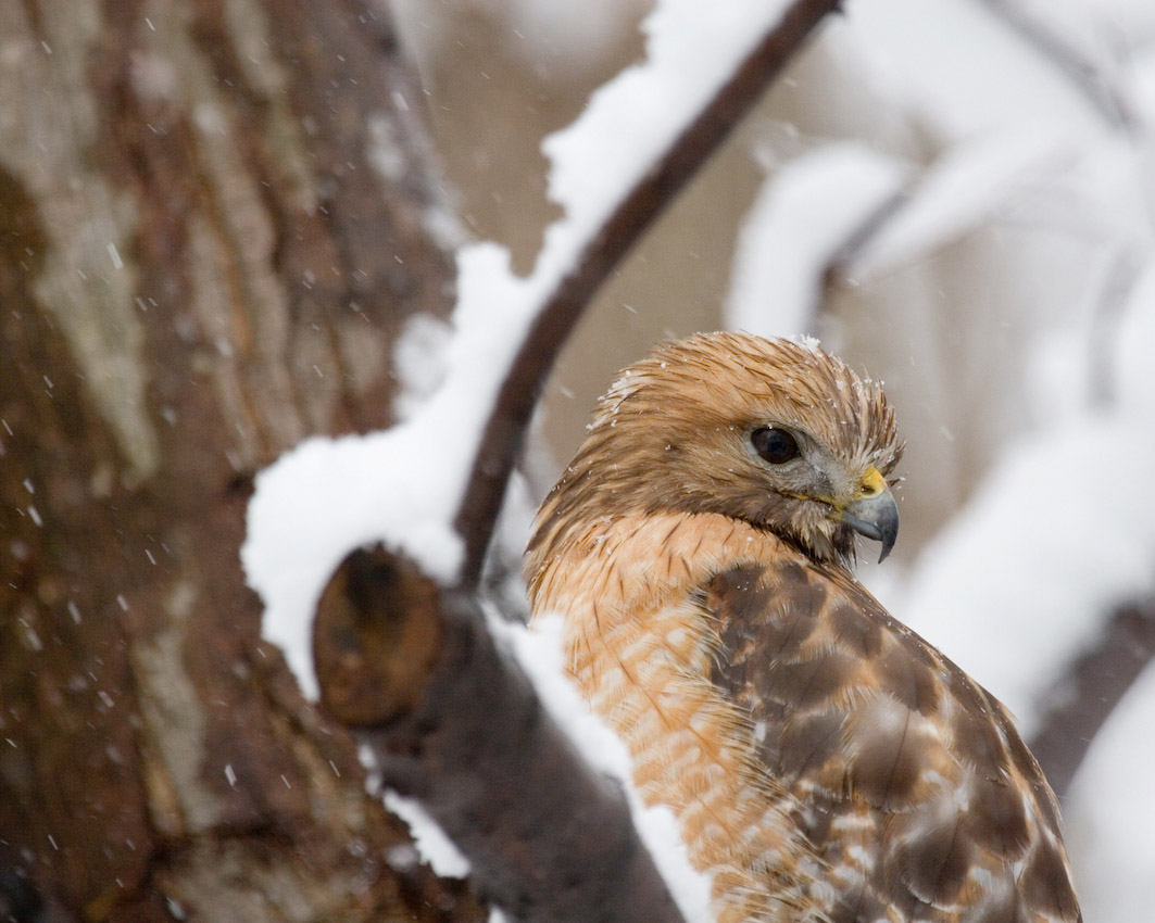 Hawk_2_25_07_No_1.jpg