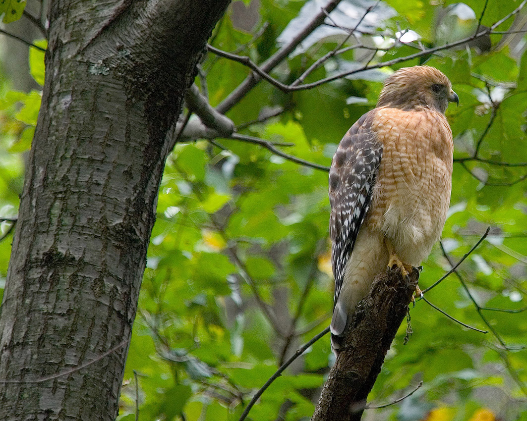Hawk_Oct_05_No_2s.jpg