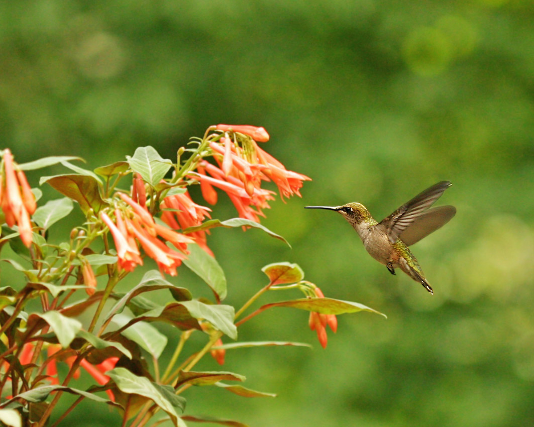 Humming_bird_06.jpg