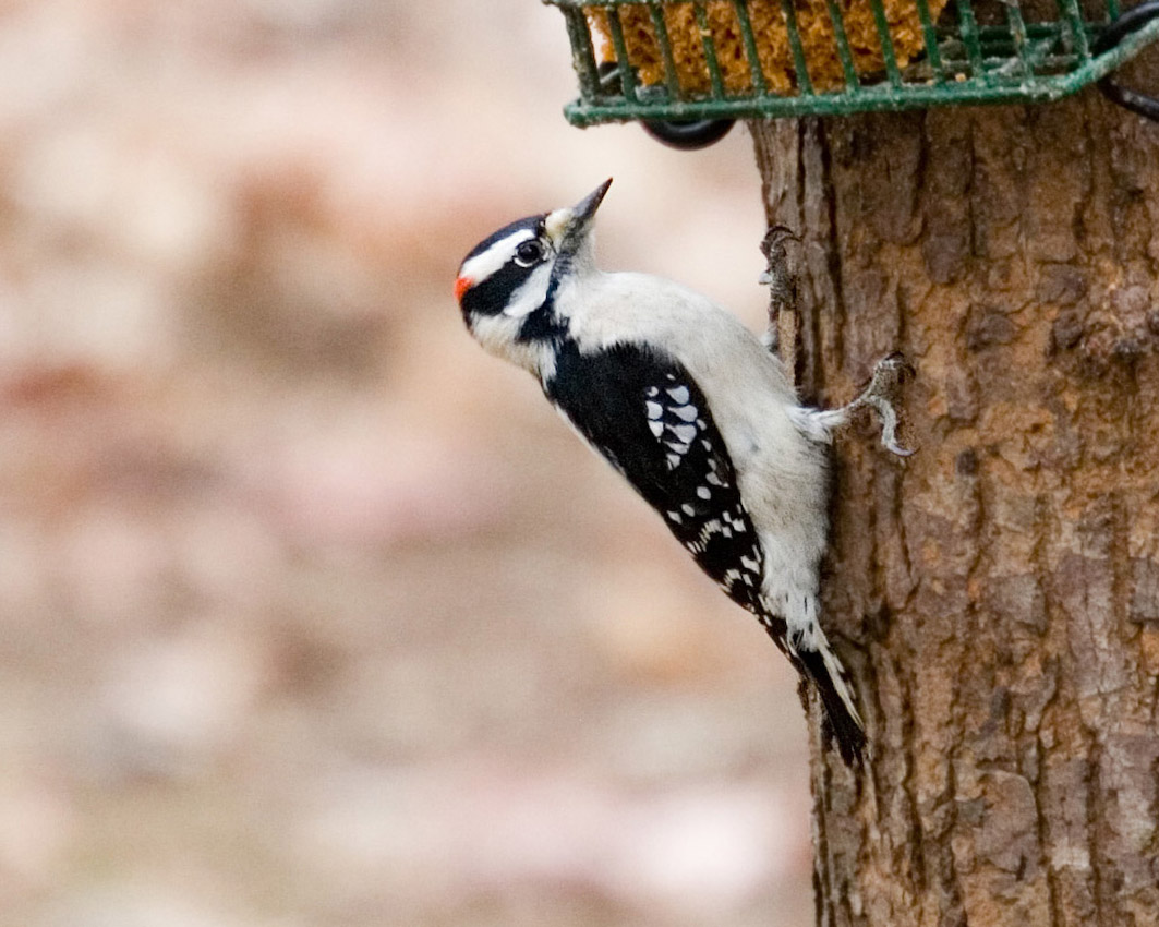 woodpecker_09.jpg