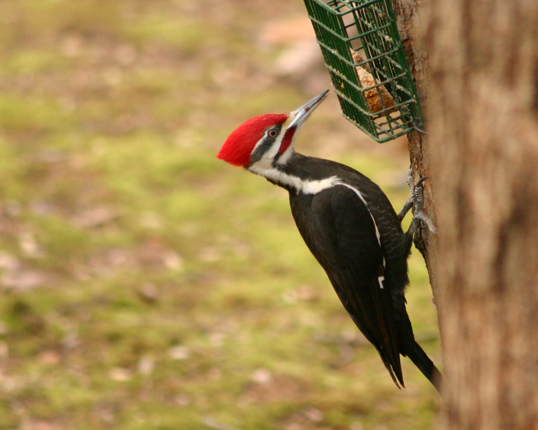 woodpecker_06.jpg