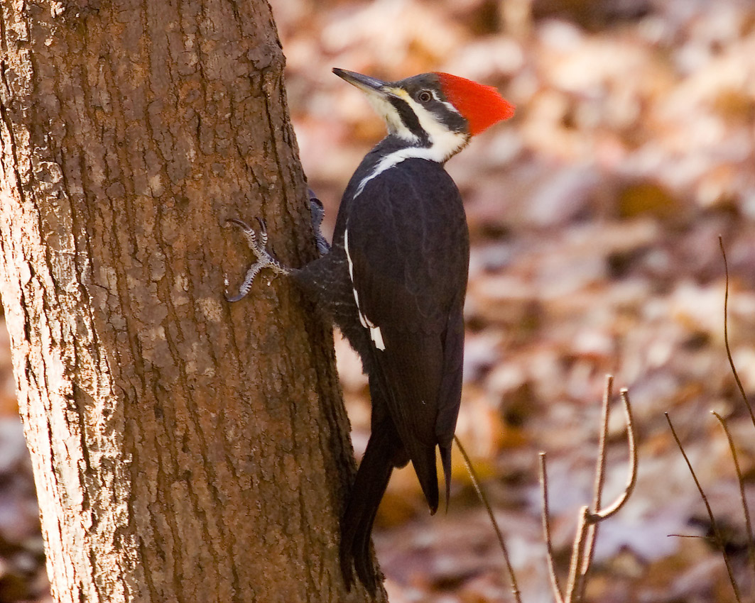 woodpecker_10.jpg