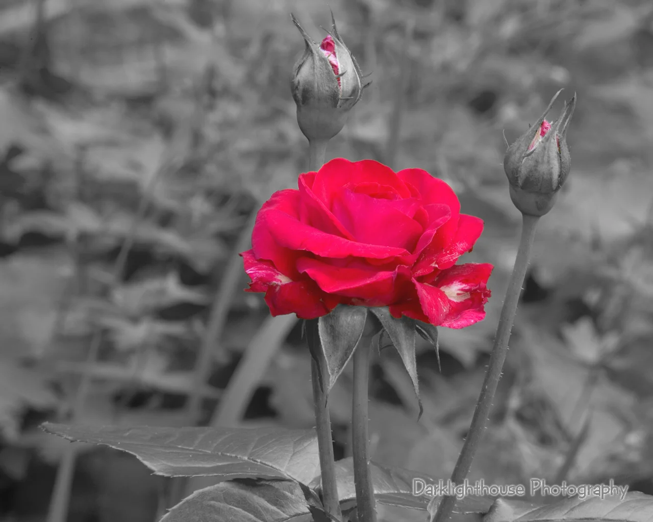 a_rose.jpg