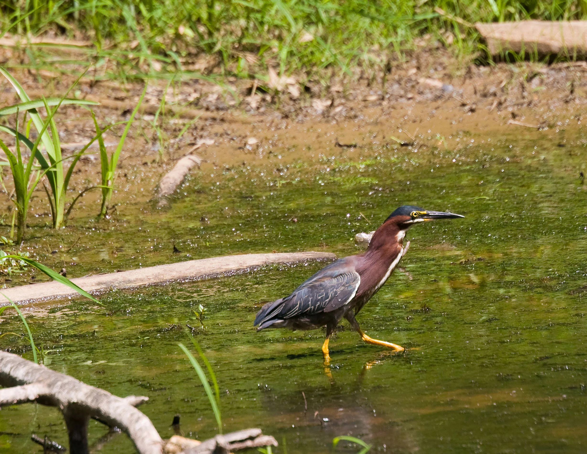 Green Heron 2 IMG_8208 size 8.5x11 for print.jpg