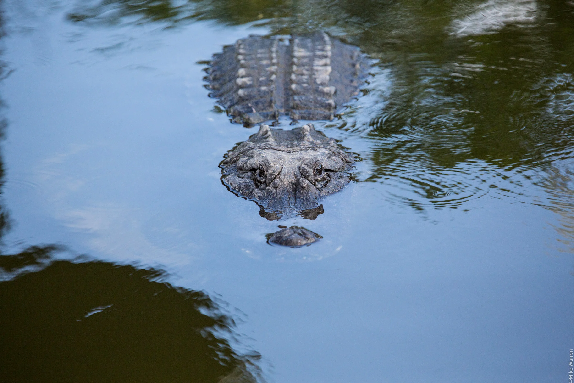 gatorland-2.jpg