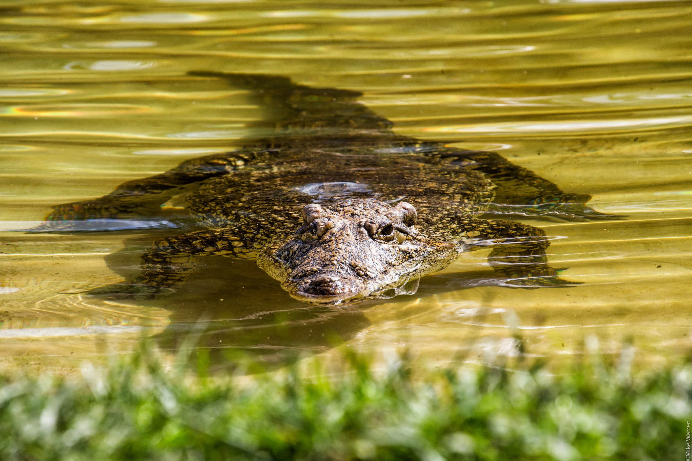 gatorland-6.jpg