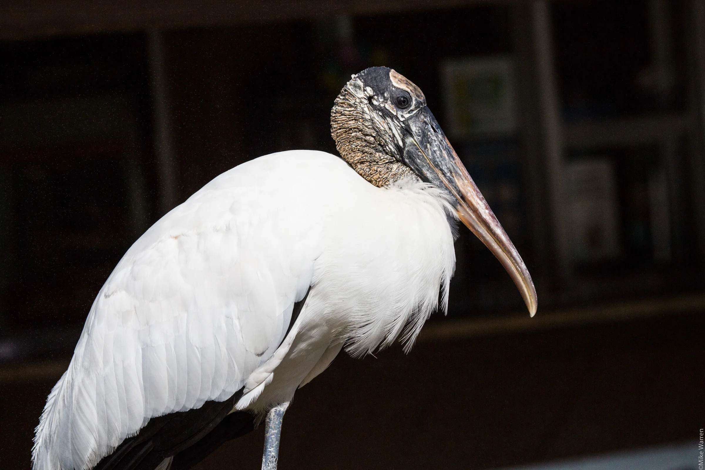 gatorland-4.jpg